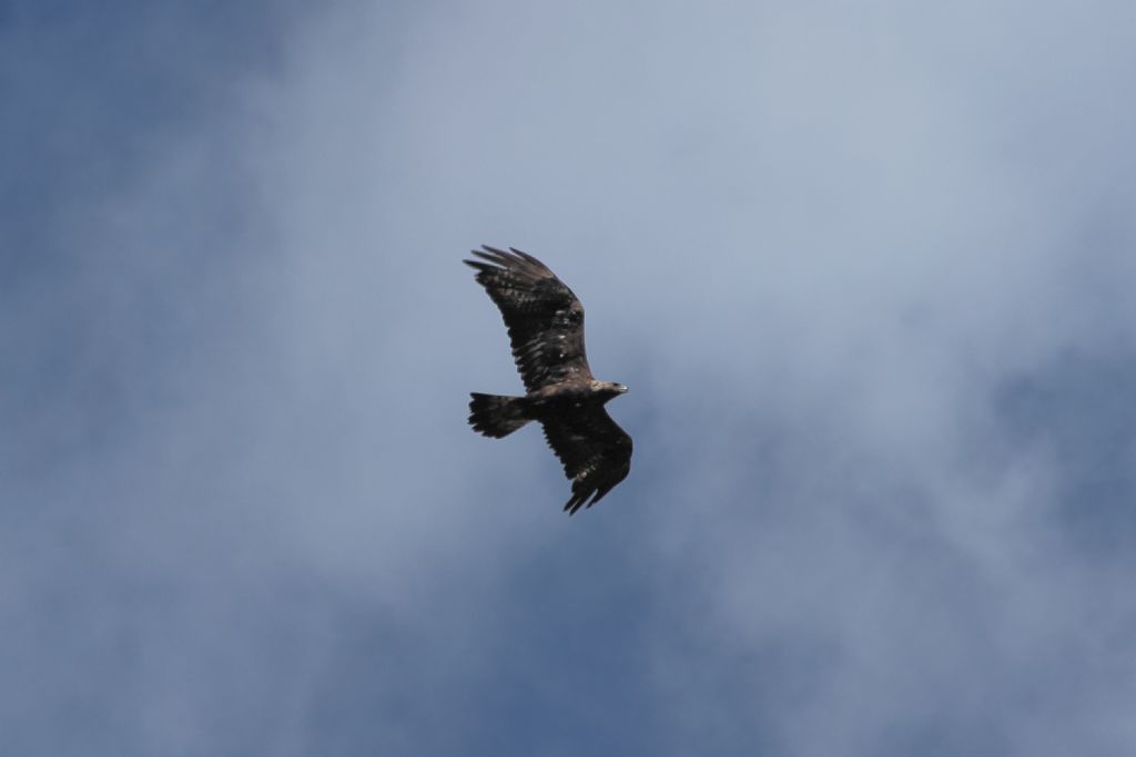 aquila del Baldo?